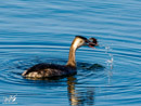 Great Crested Grebe - Perkoz Dwuczuby